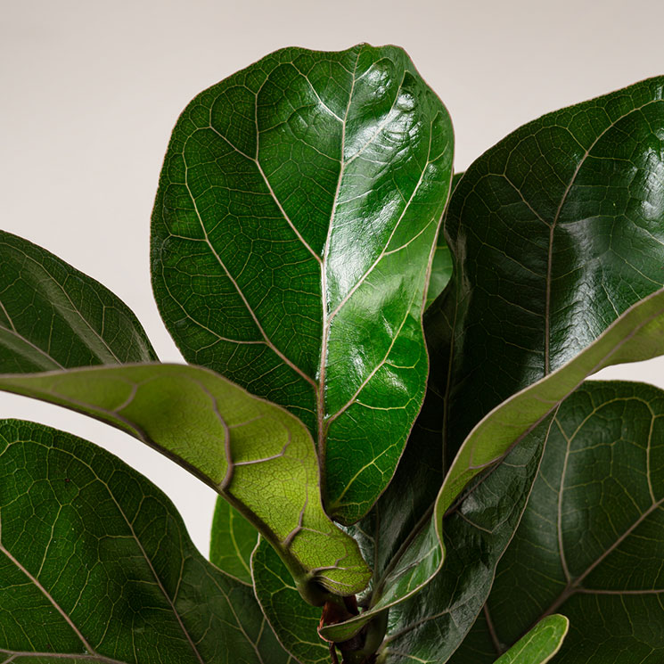 1280016_Ficus Lyrata 30cm_D.jpg