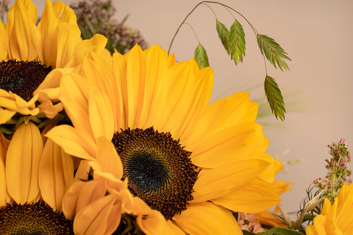 Solros Fakta And Skötselråd Om Solrosor Interflora Blomfakta